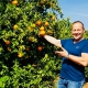 Früchte Feldbrach Orangen Ernte
